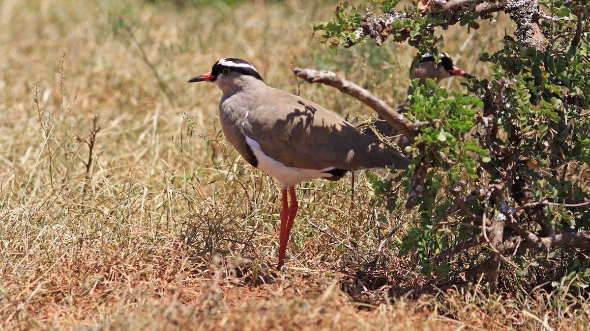 Crowned Lapwing - Daniel Jauvin