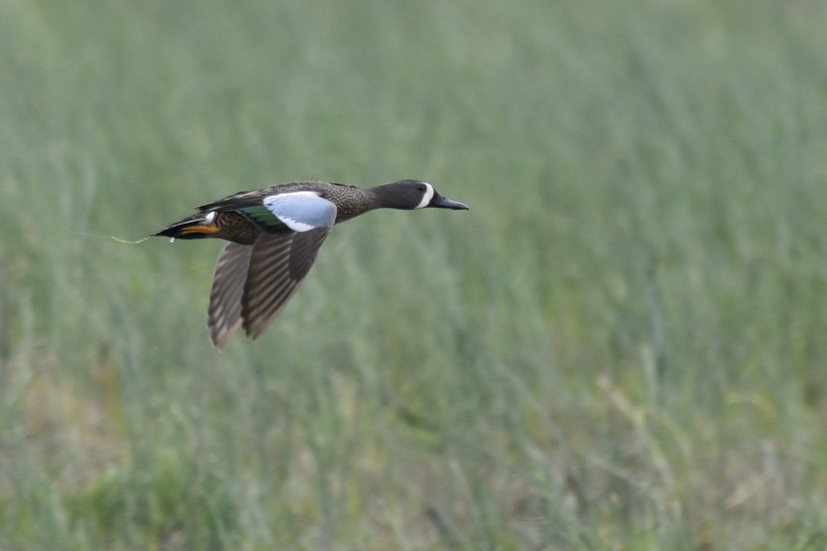 Blue-winged Teal - Daniel Irons
