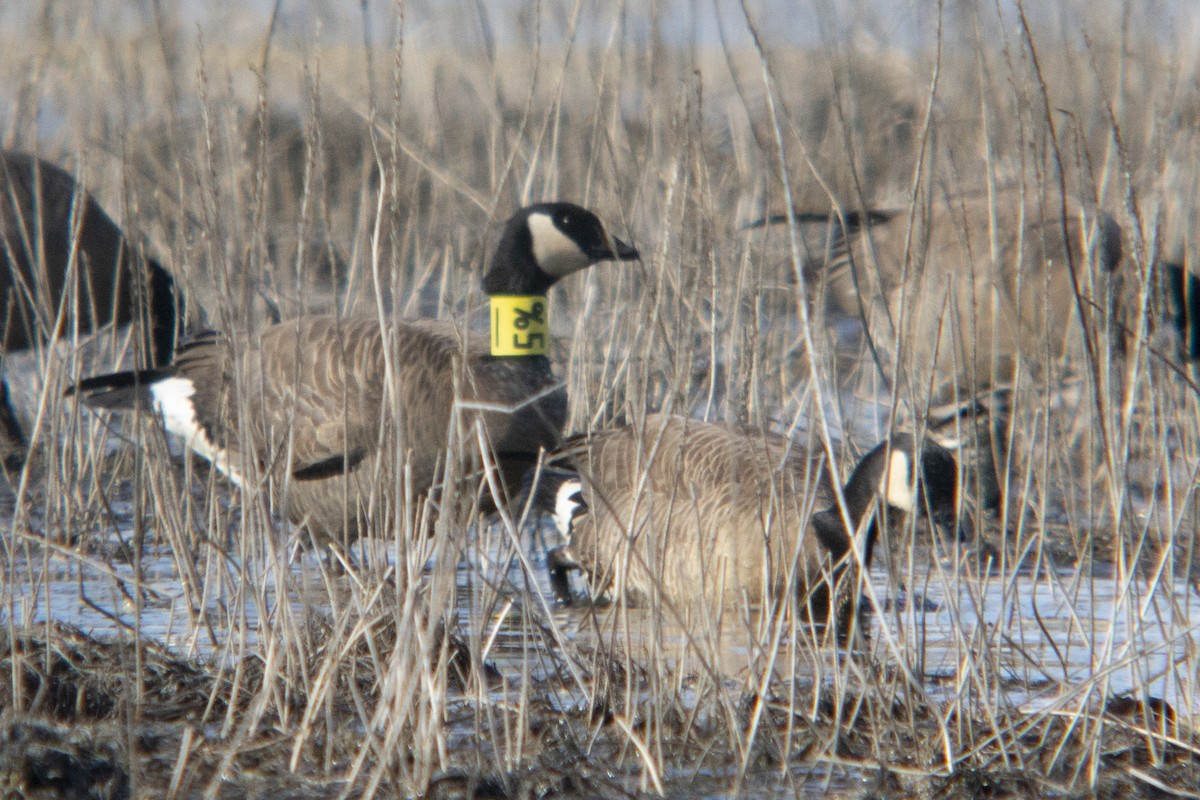 eBird Checklist 29 Apr 2020 Anchorage Coastal WRClitheroe flats