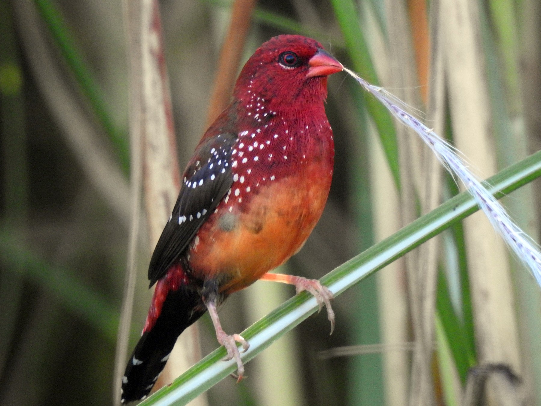 Red Avadavat - eBird