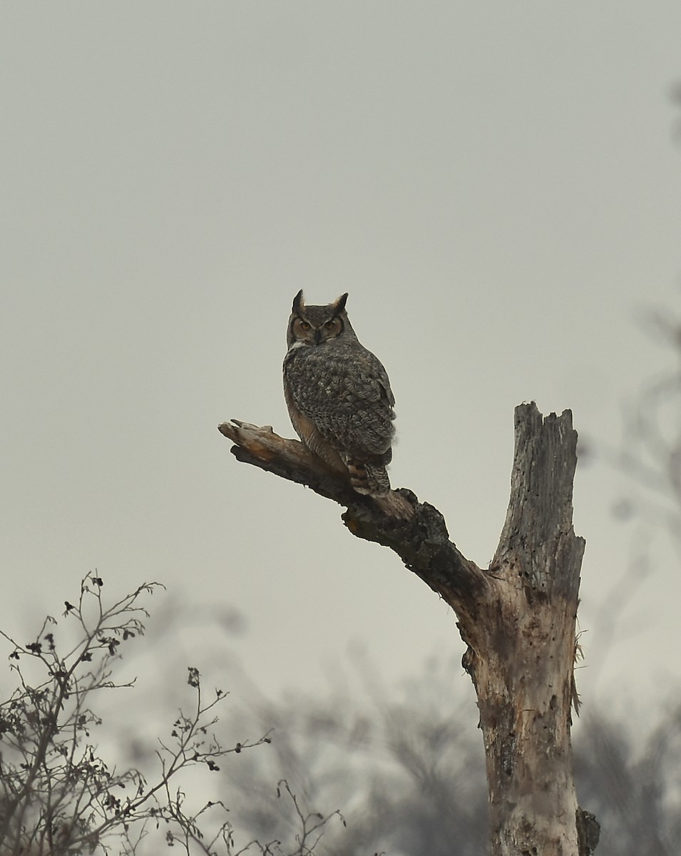 Great Horned Owl - K. Java