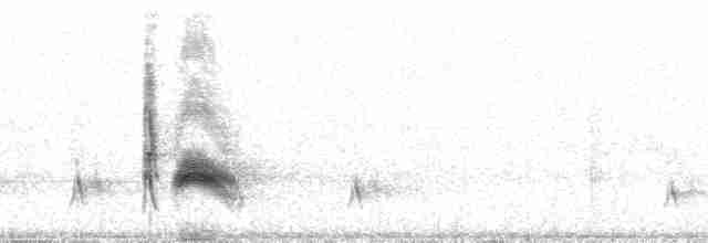 Серогрудый тиранн - ML22884
