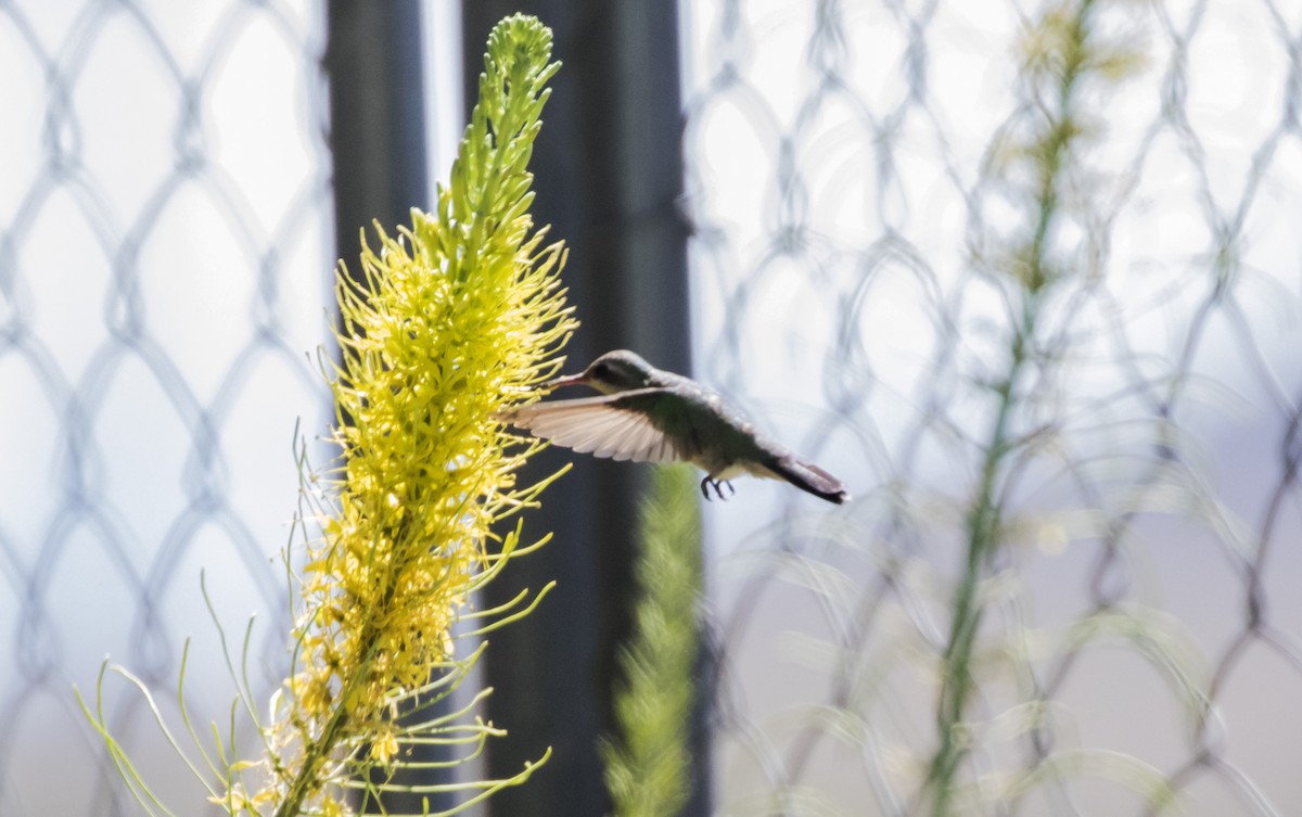 Broad-billed Hummingbird - ML228840141