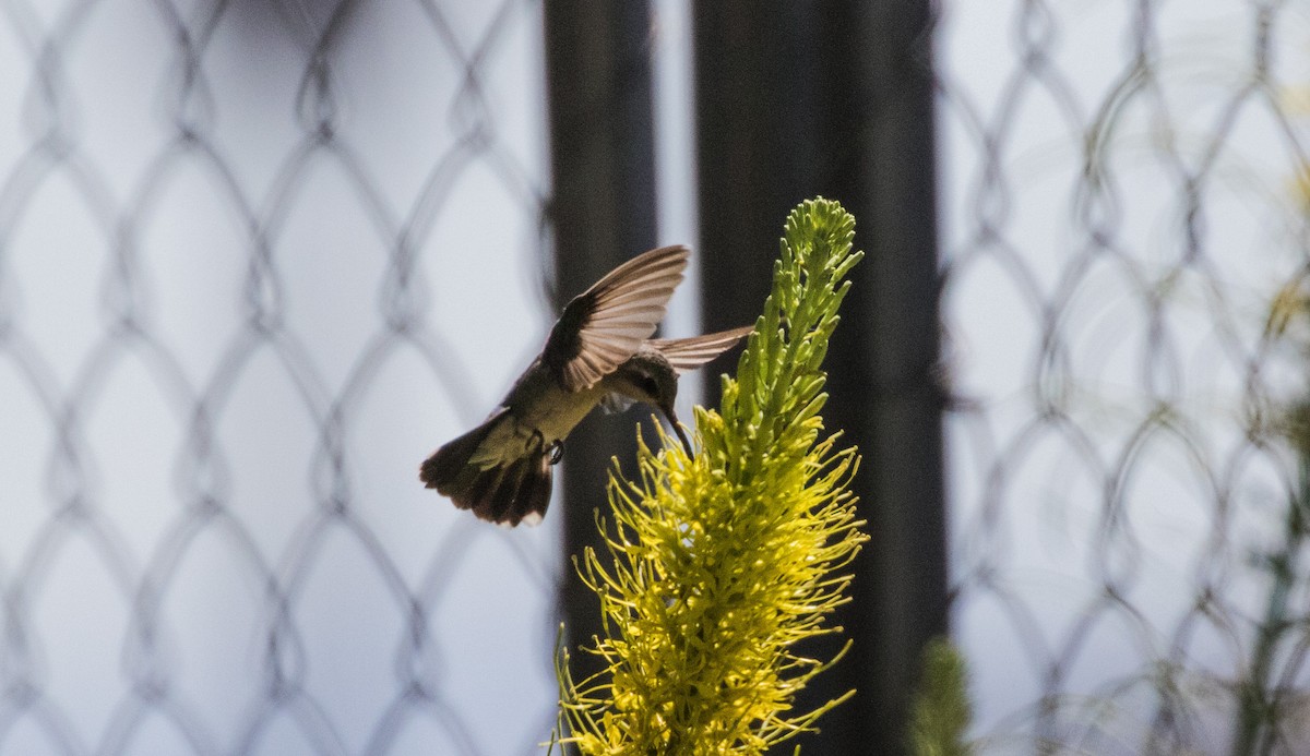 Broad-billed Hummingbird - Brandon Miller