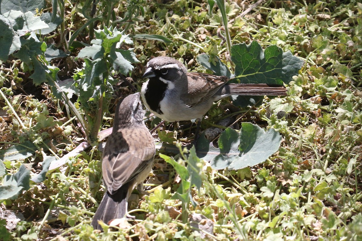 Black-throated Sparrow - Laurens Halsey