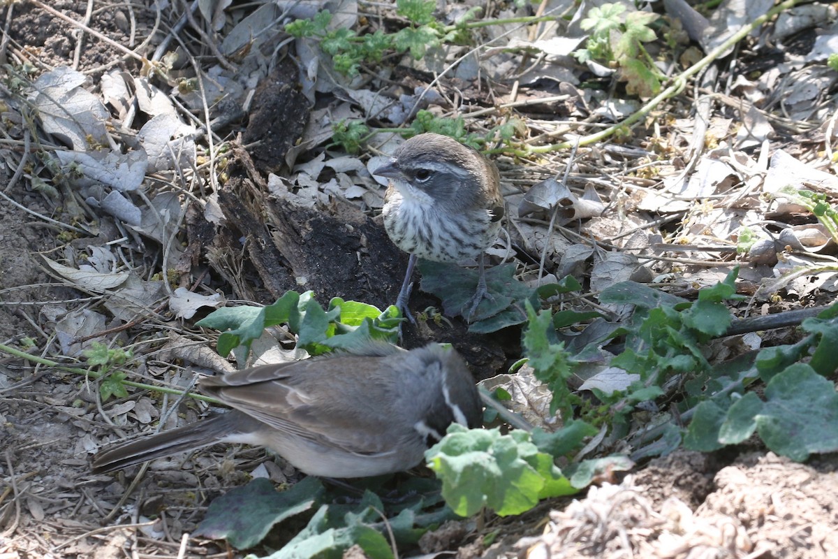 Black-throated Sparrow - ML228842191