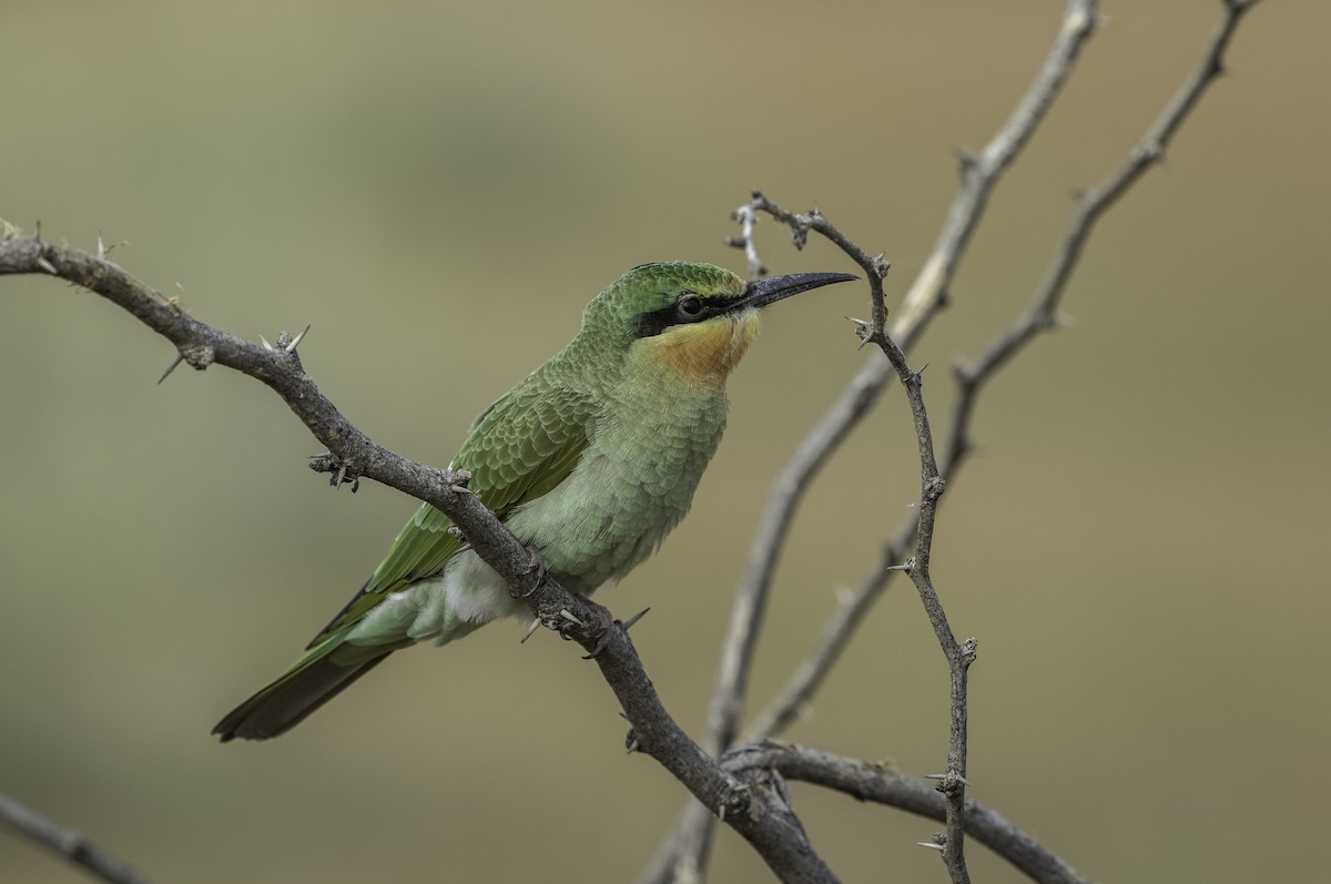 Blue-cheeked Bee-eater - ML228843061