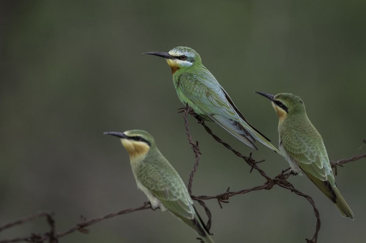 Blue-cheeked Bee-eater - ML228843291