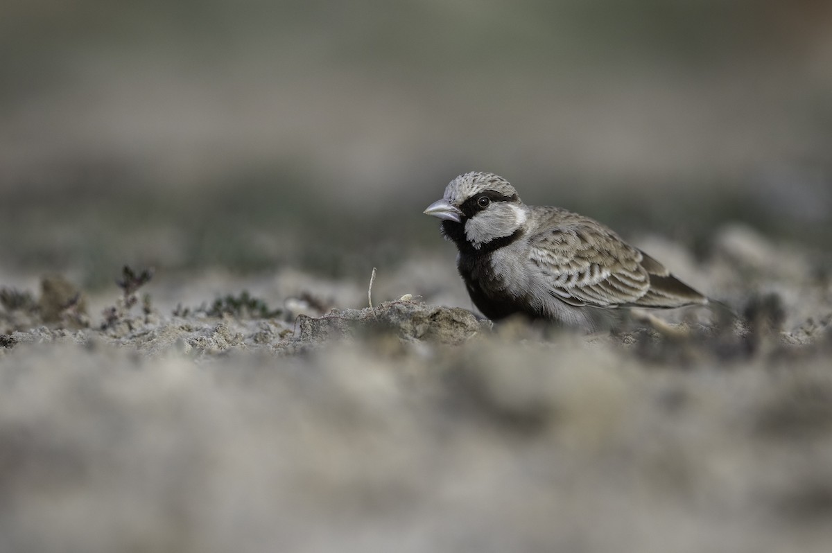 Ashy-crowned Sparrow-Lark - ML228843471