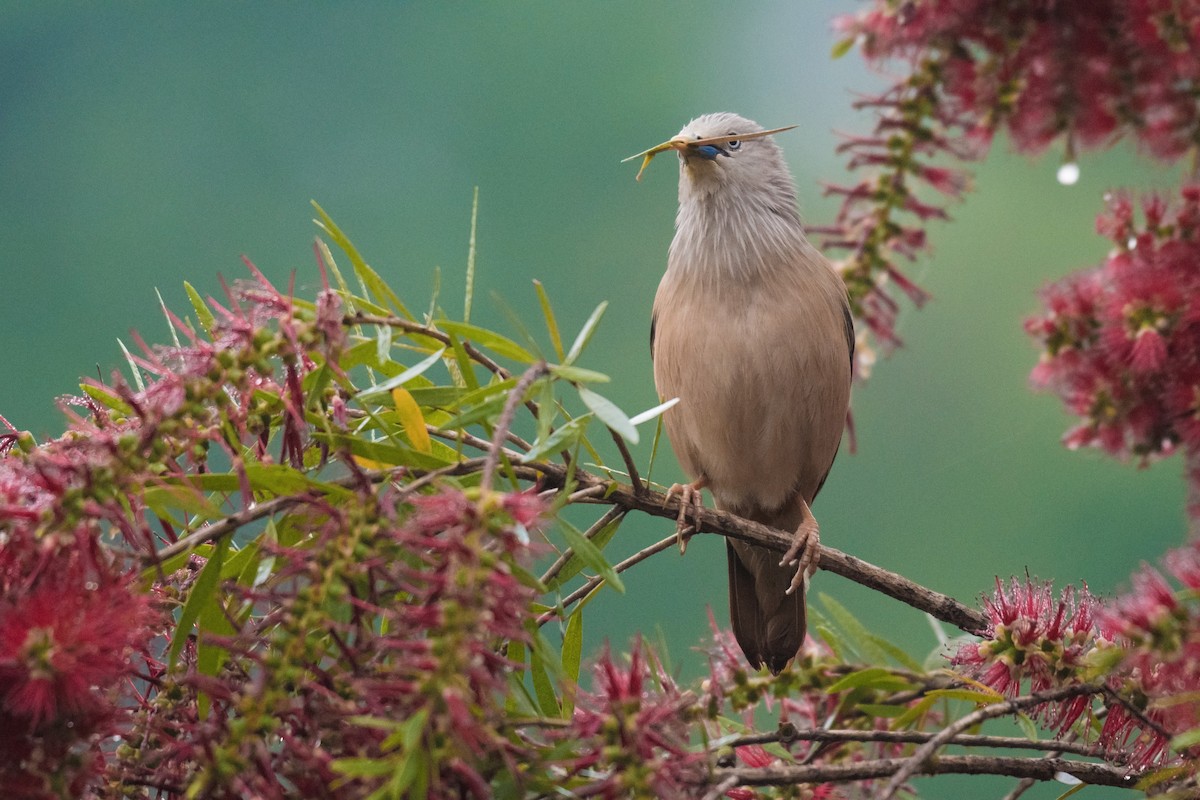 Chestnut-tailed Starling - ML228843761