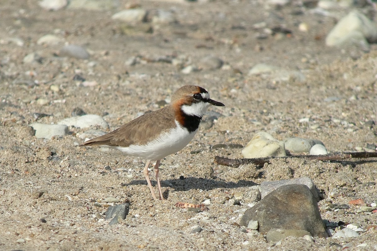 Collared Plover - ML228843891