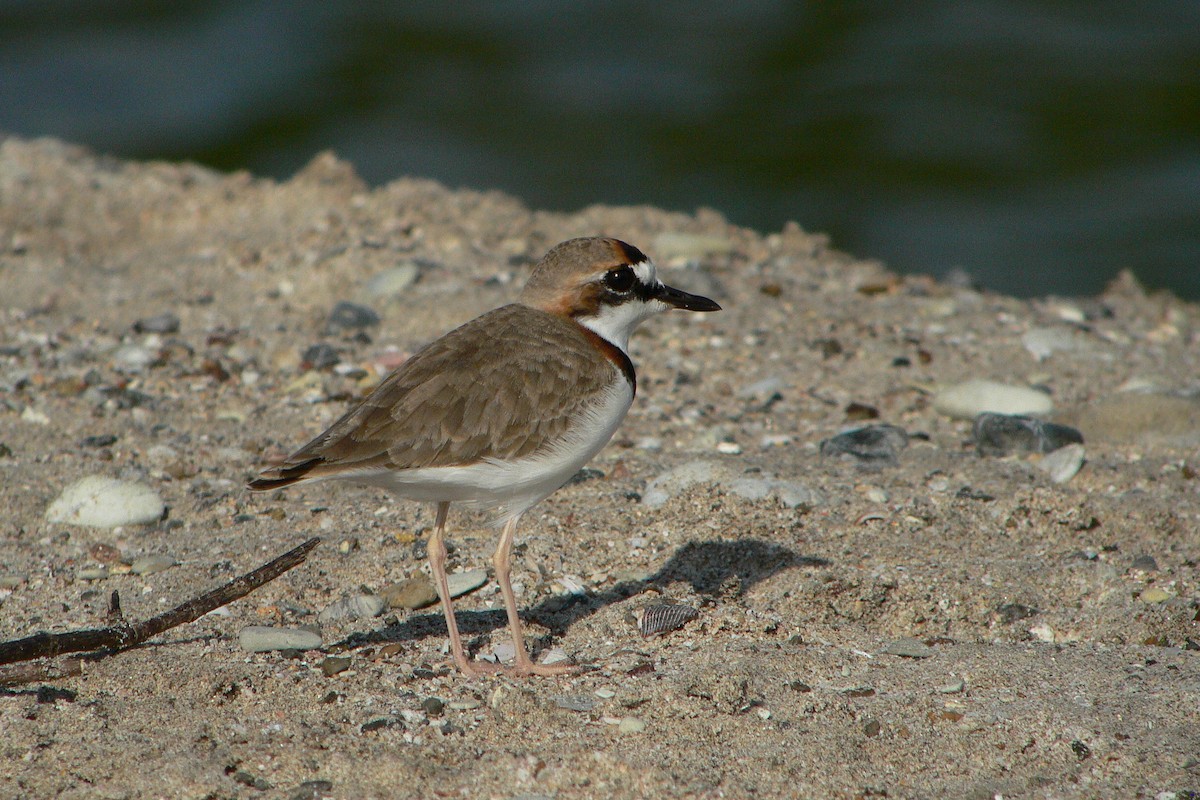 Collared Plover - ML228843911