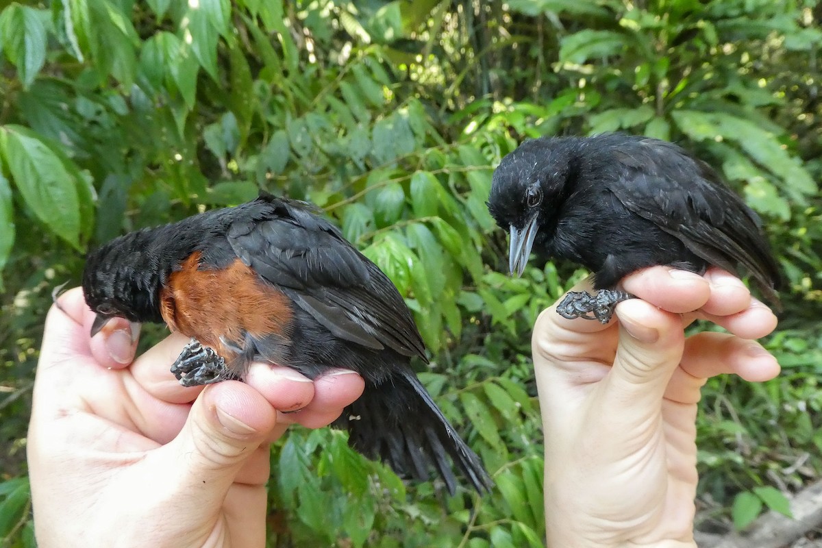 Black Bushbird - ML228845981