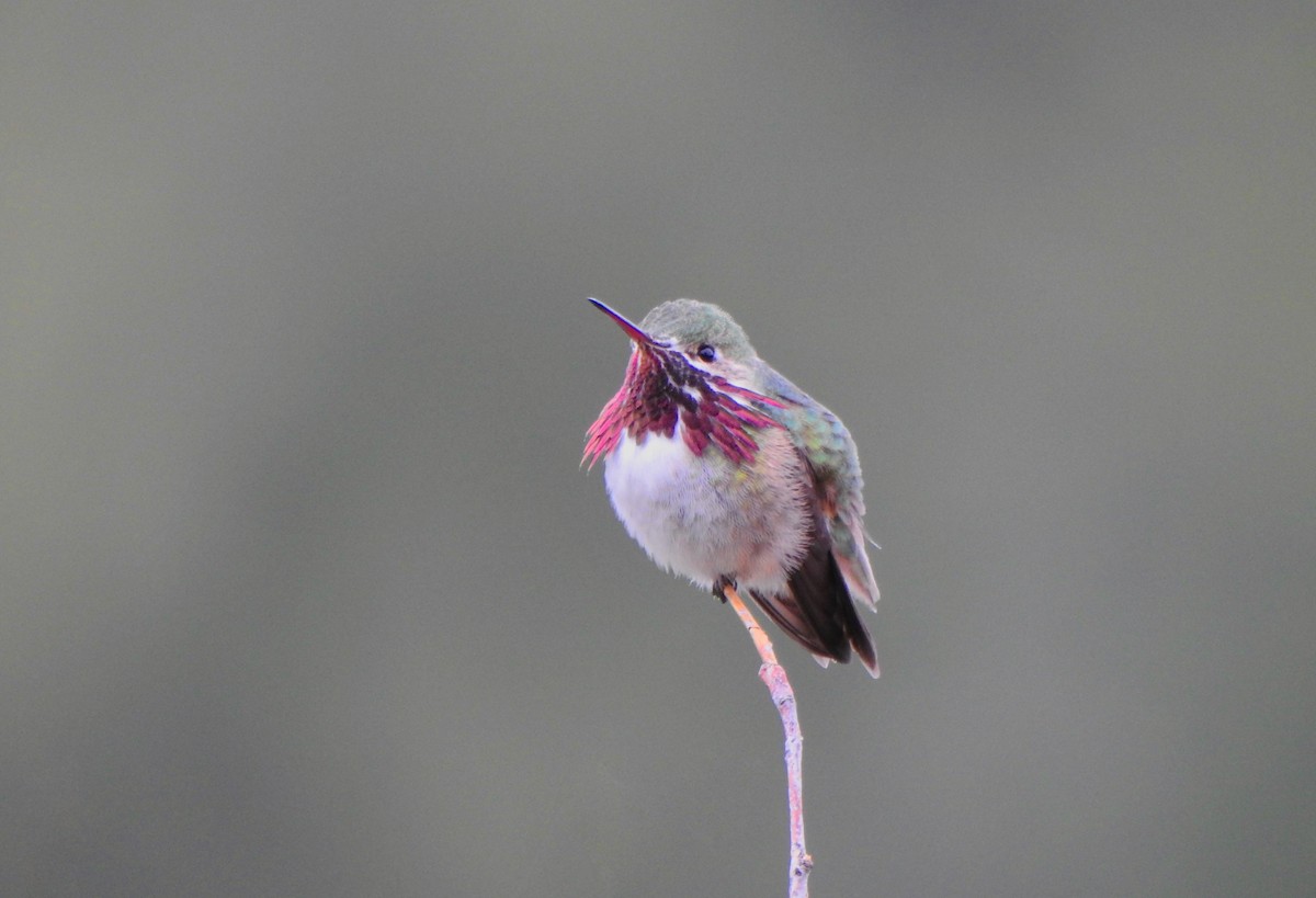 Calliope Hummingbird - Kalin Ocaña