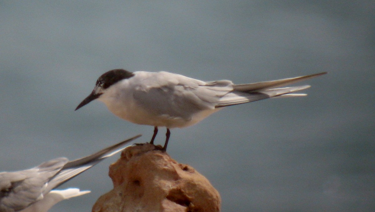 Common Tern - Peter Taylor (ex Birding SW)