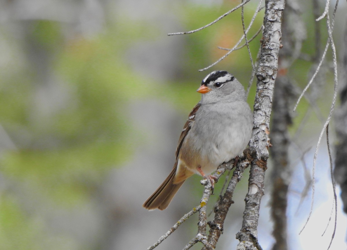 White-crowned Sparrow - ML228847551