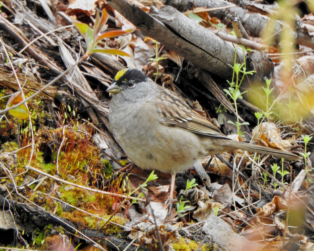 Golden-crowned Sparrow - ML228847571