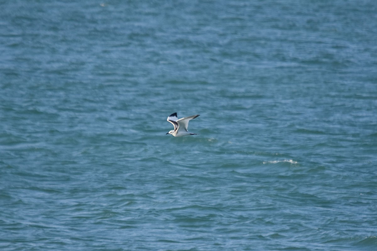Swallow-tailed Gull - ML228851261