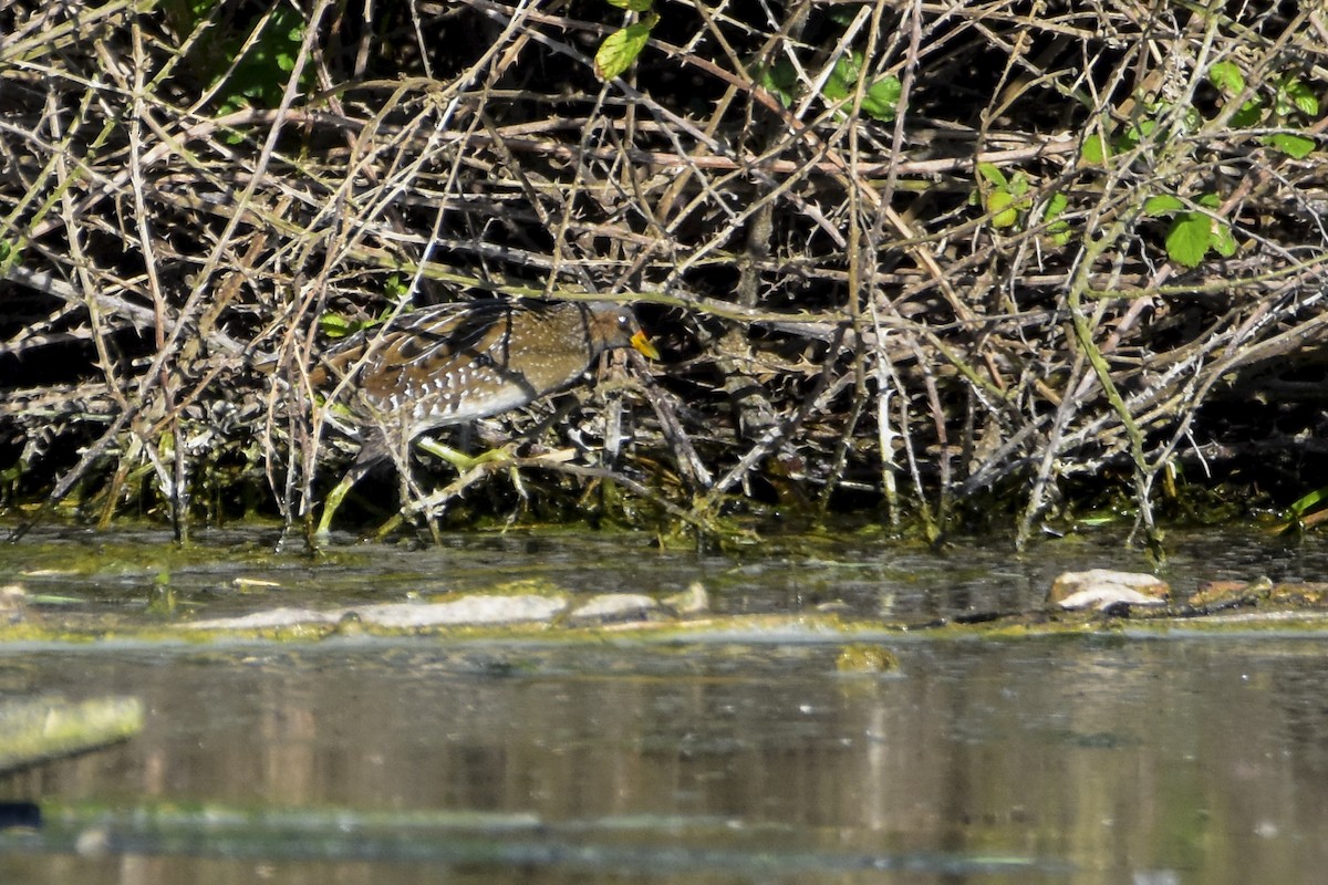 Spotted Crake - ML228851851