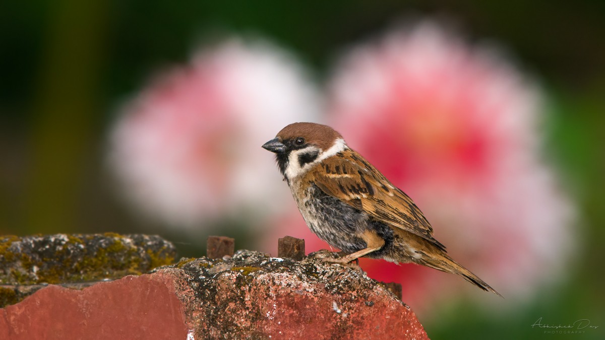 Eurasian Tree Sparrow - Abhishek Das