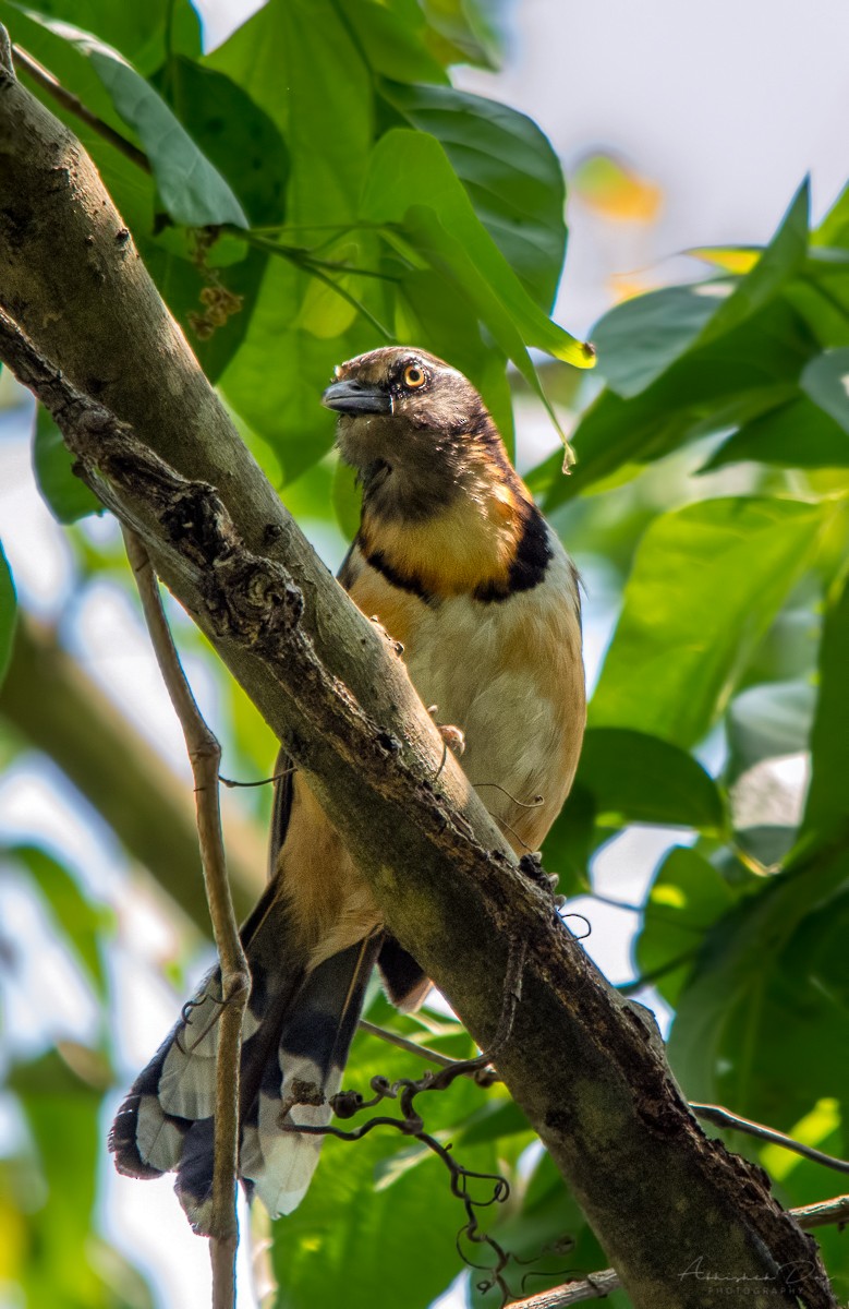 Lesser Necklaced Laughingthrush - ML228862061