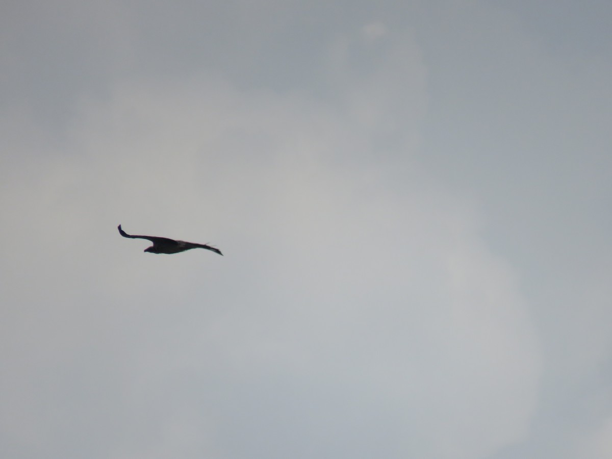 Indian Vulture - ML228862311