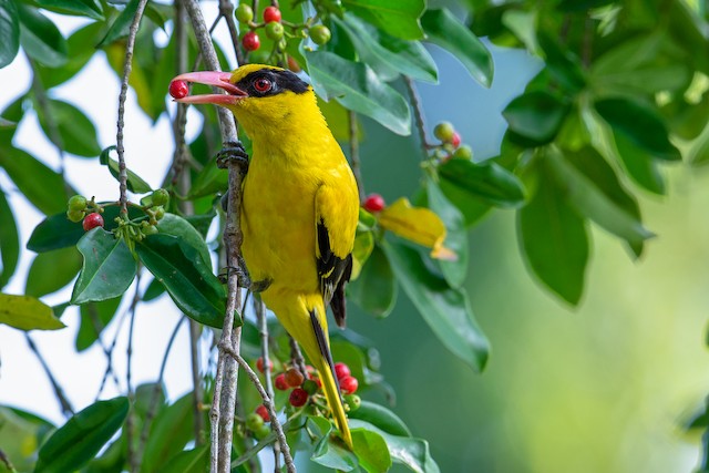 Black-naped Oriole - eBird