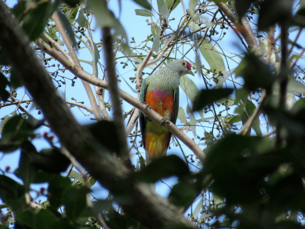 Rose-crowned Fruit-Dove - ML22886671