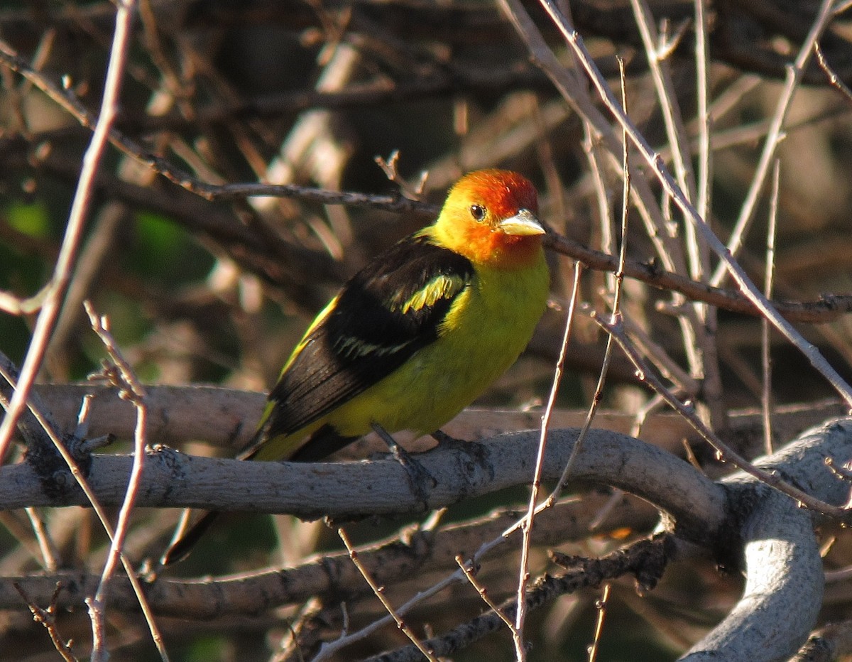 Western Tanager - ML228867381
