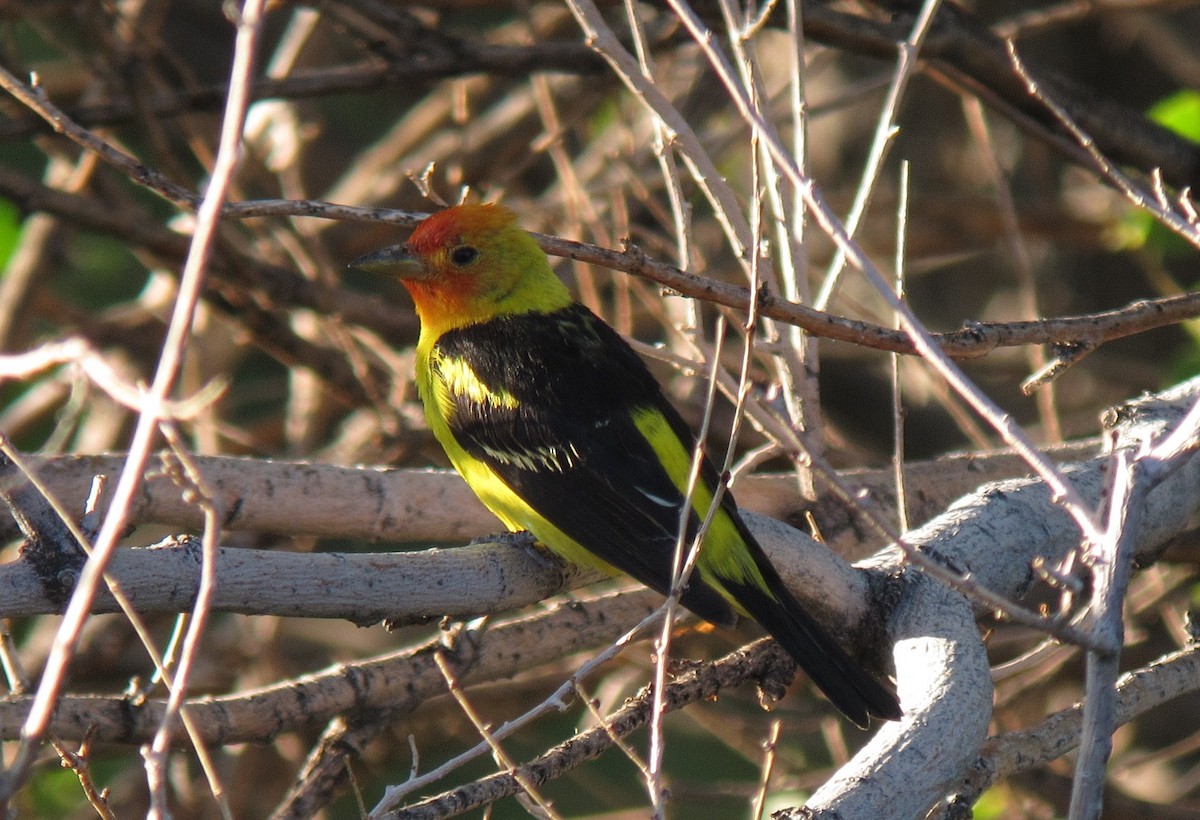 Western Tanager - ML228867391