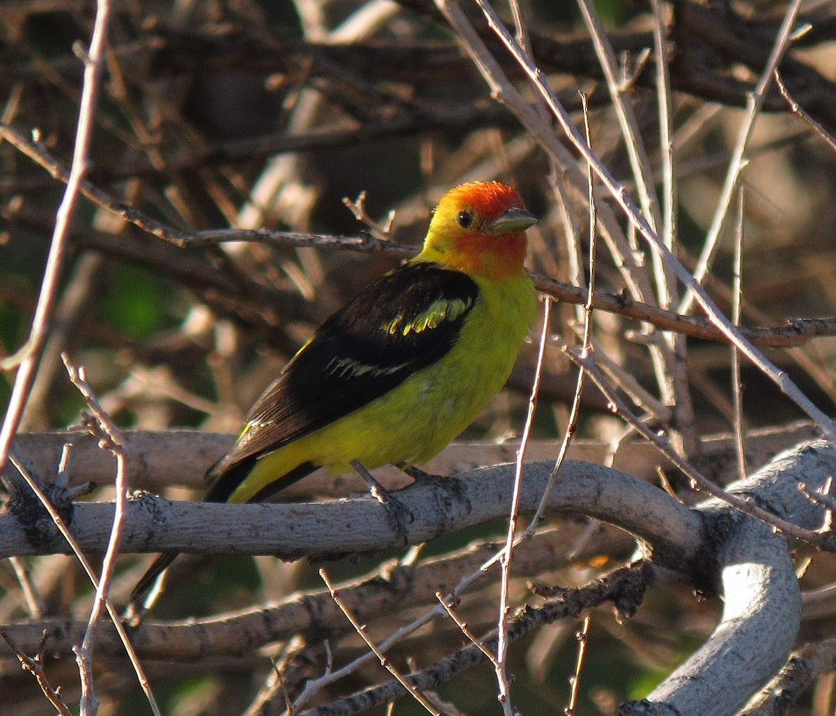 Western Tanager - ML228867401