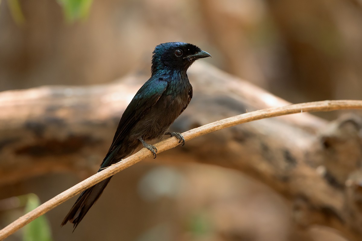 Lesser Racket-tailed Drongo - ML228867981