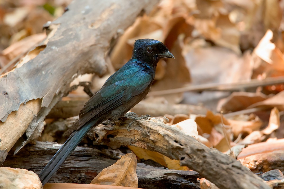 Lesser Racket-tailed Drongo - ML228869041
