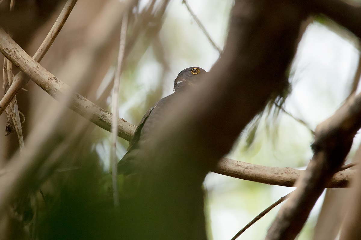 Hodgson's Hawk-Cuckoo - Ayuwat Jearwattanakanok