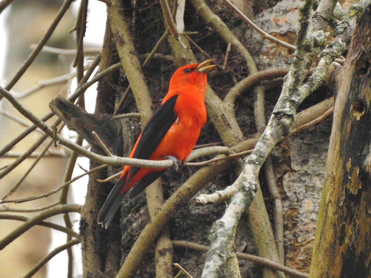 Scarlet Tanager - ML228875711