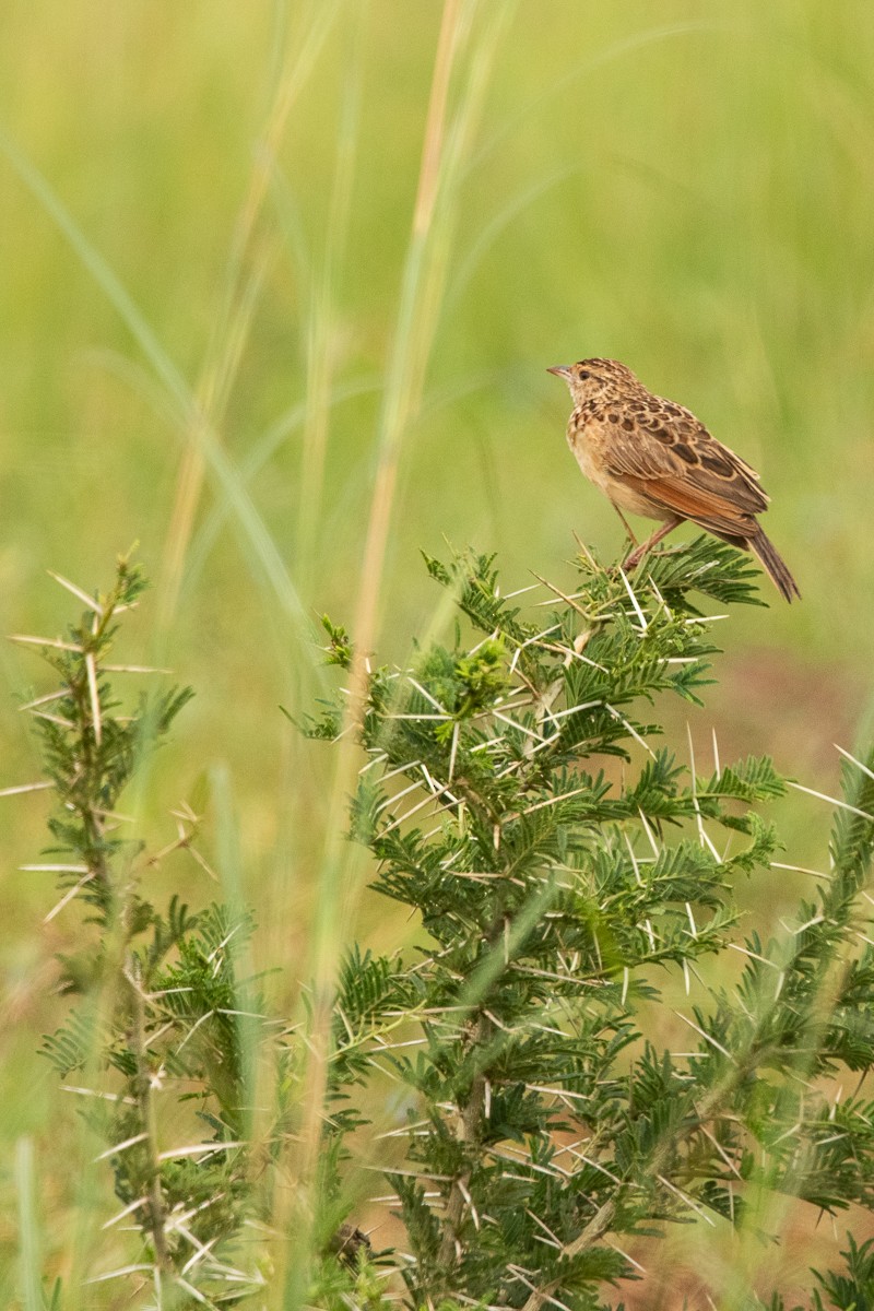 Red-winged Lark (Red-winged) - Frédéric Bacuez