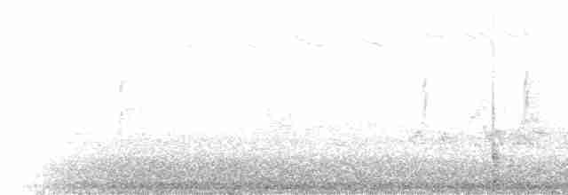 Olivflanken-Schnäppertyrann - ML228887