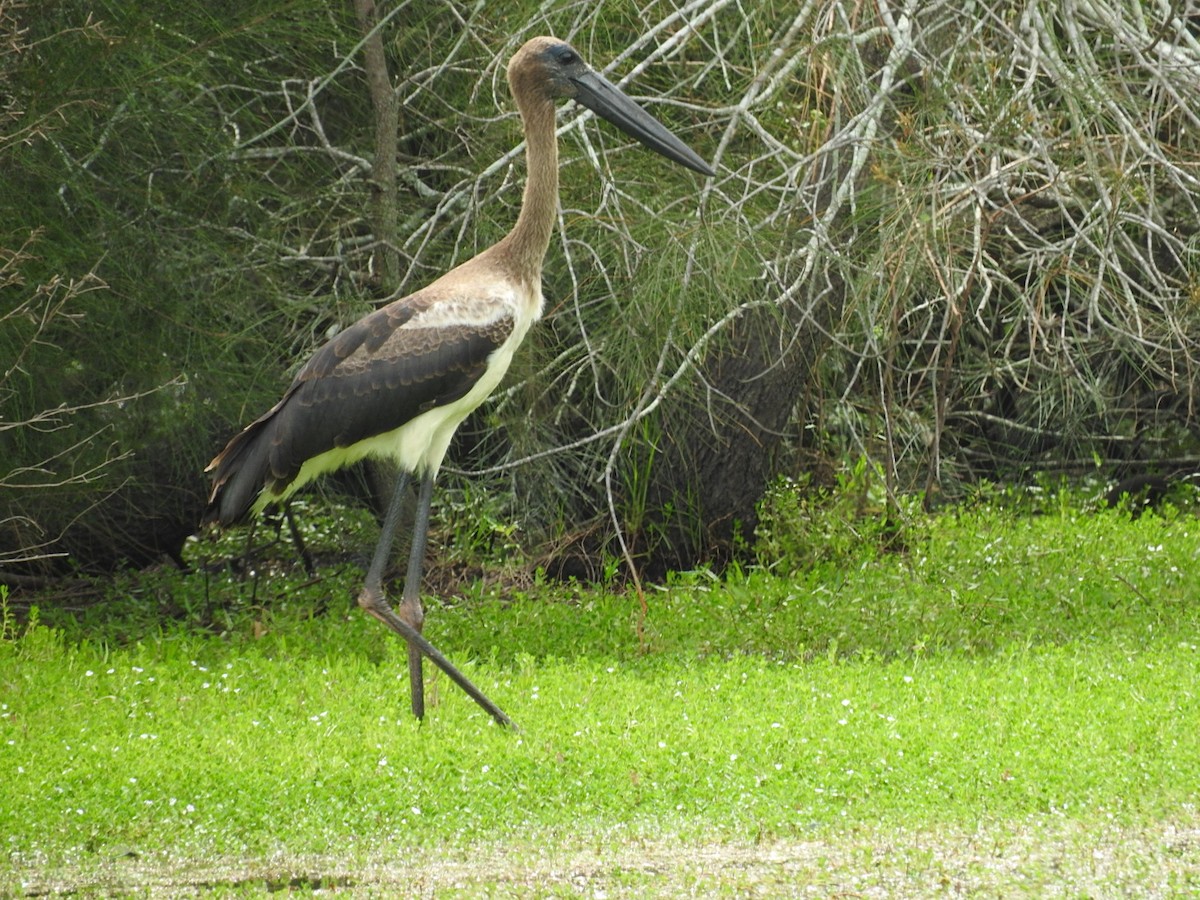 Black-necked Stork - ML228887371