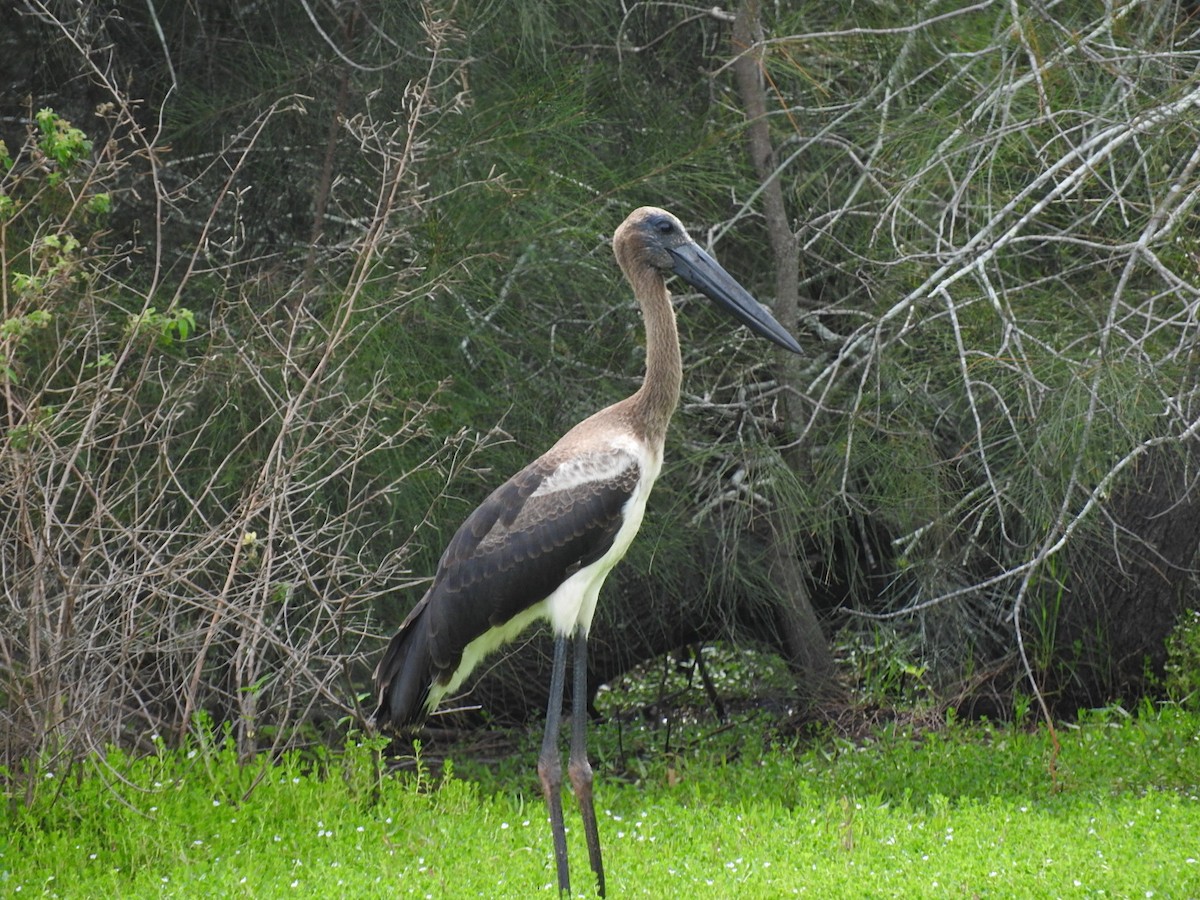 Black-necked Stork - ML228887381
