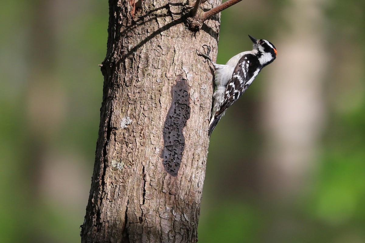 Downy Woodpecker (Eastern) - ML228888341