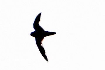Spot-fronted Swift - Randy Vickers