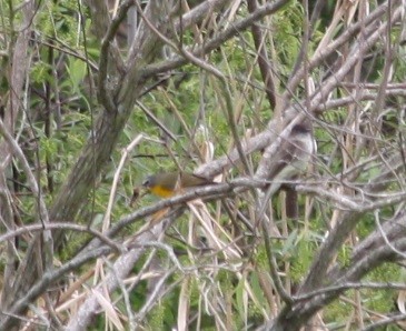 Yellow-breasted Chat - adam zions