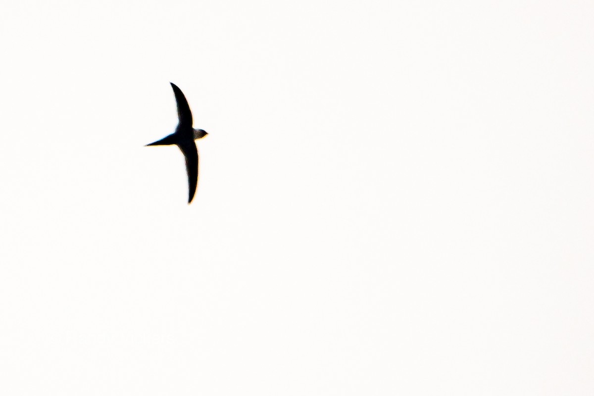 Lesser Swallow-tailed Swift - Randy Vickers