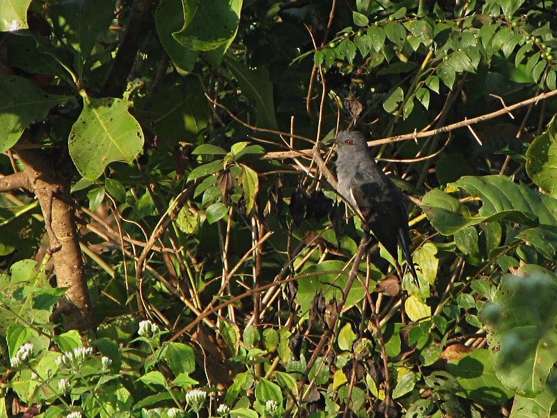 Gray-bellied Cuckoo - ML228892581