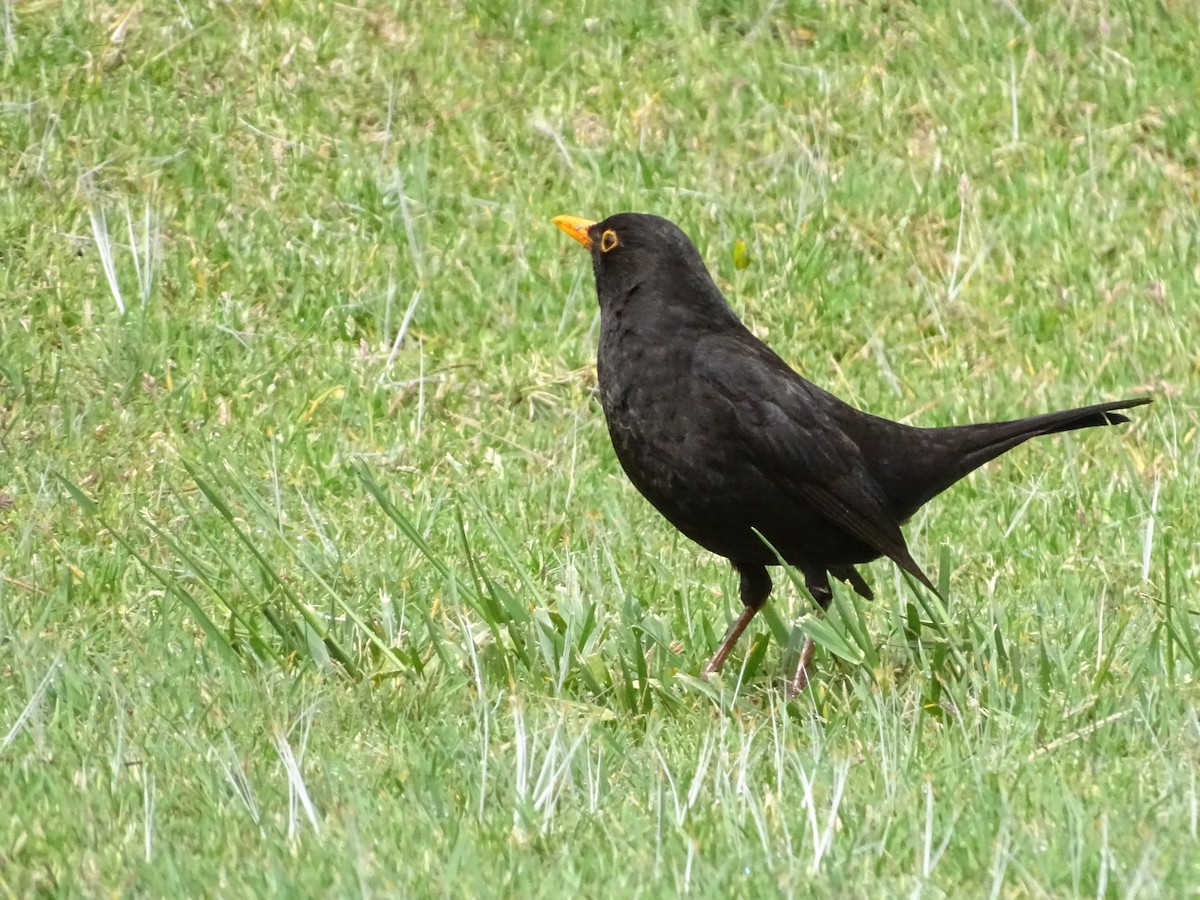 Eurasian Blackbird - António Cotão