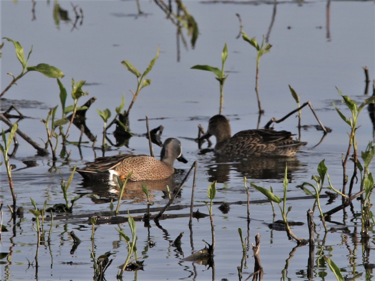 Blue-winged Teal - ML228896971