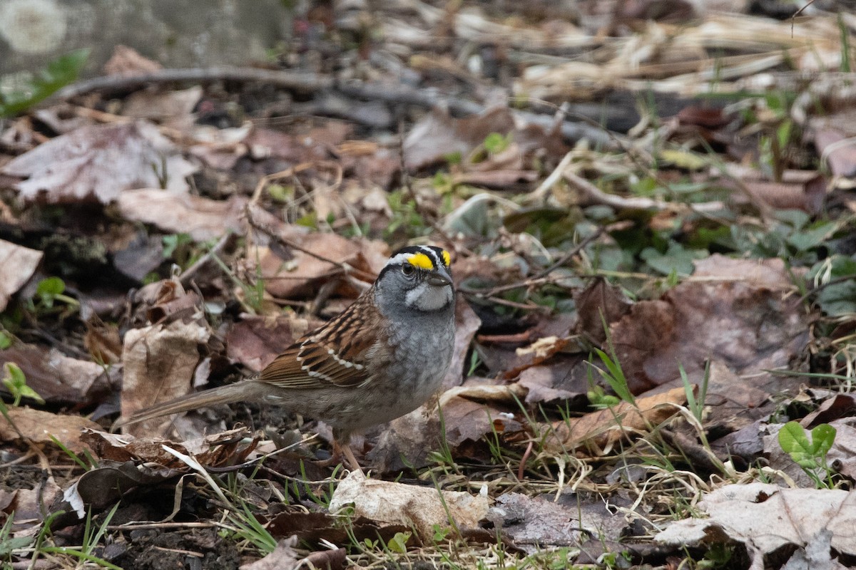 White-throated Sparrow - ML228897261