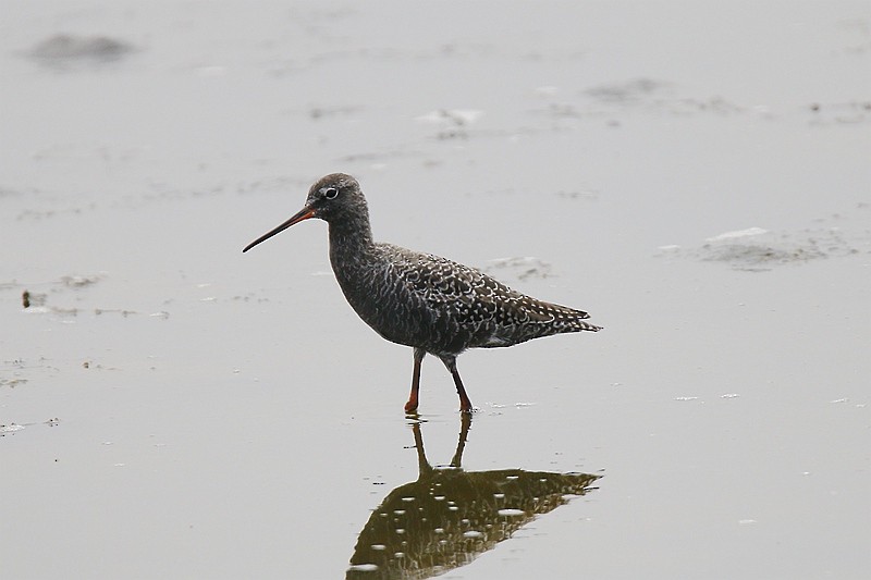 Spotted Redshank - Roland Lo