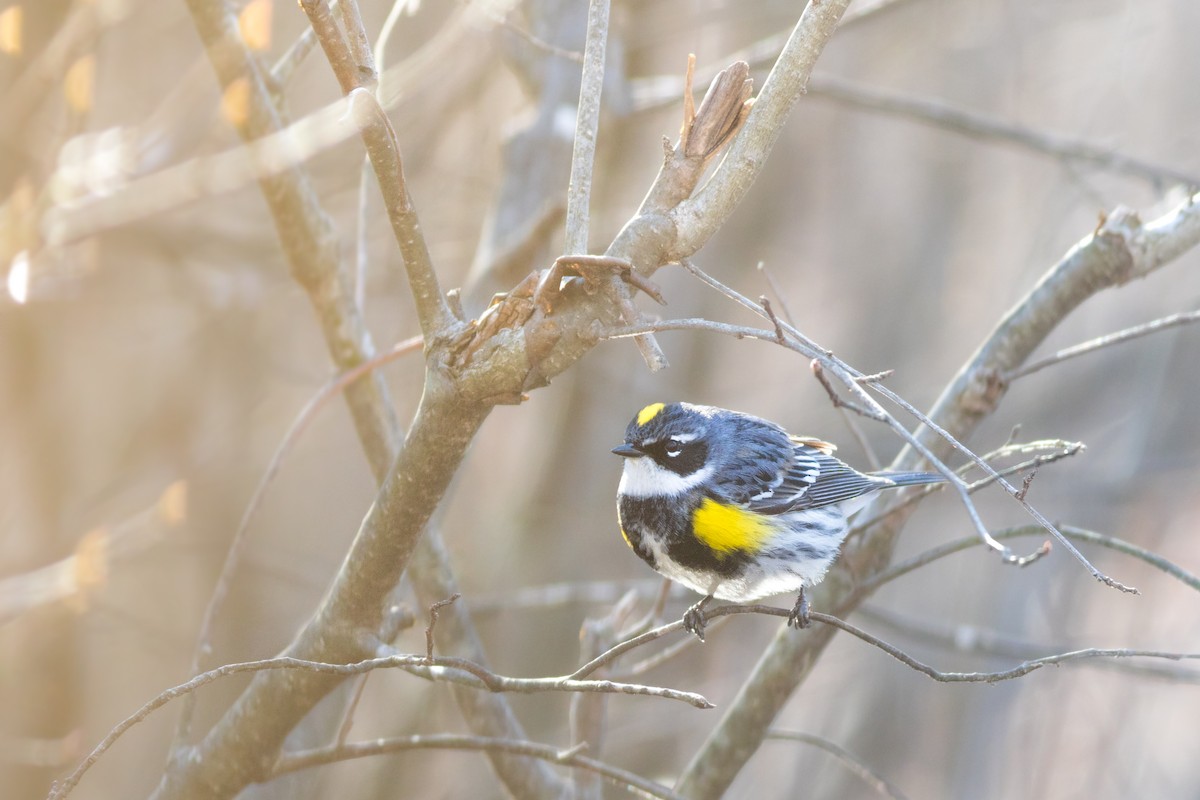 Yellow-rumped Warbler (Myrtle) - ML228903991
