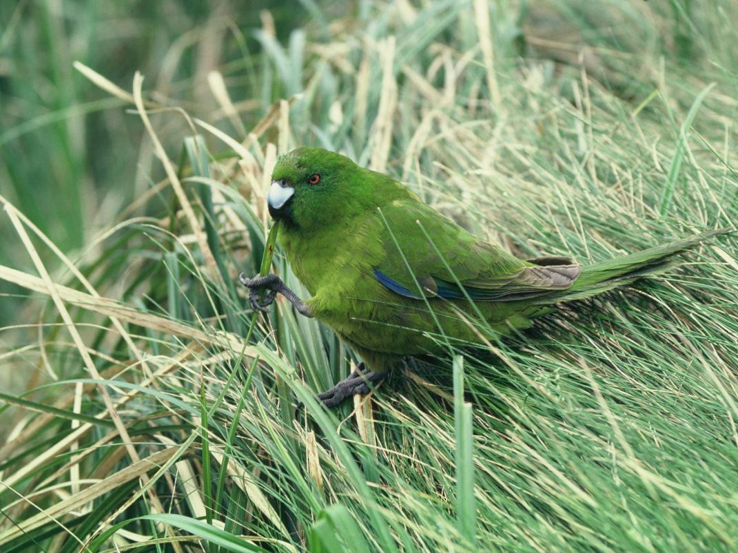 Antipodes Parakeet - Colin Miskelly